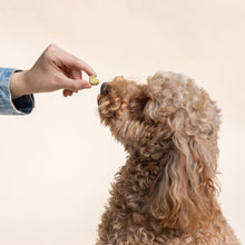 Load image into Gallery viewer, Dog’s Probiotic+